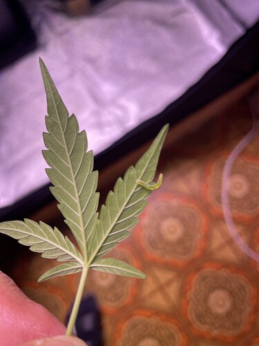 Growreport Bild 19
