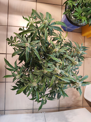 Growreport Bild 6