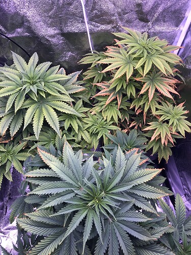 Growreport Bild 3