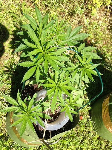 Growreport Bild 9