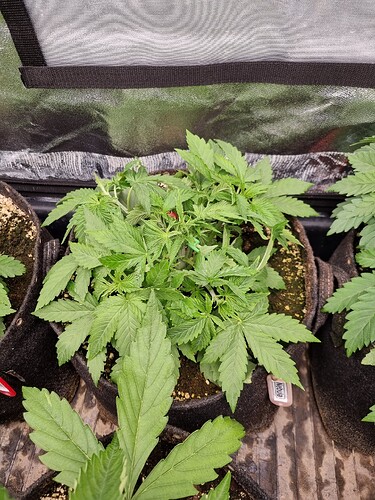 Eine junge Cannabispflanze in einem Vliesstofftopf, die sich in der Wachstumsphase befindet. Die Pflanze hat mehrere Verzweigungen und breite, grüne Blätter. Ein kleines Namensschild mit der Aufschrift 'Nebula' ist im Topf sichtbar.