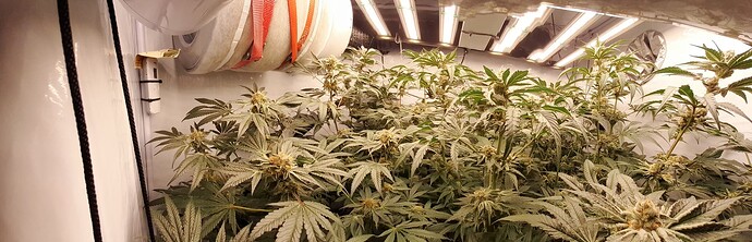 Growreport Bild 2