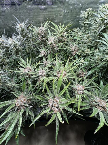 Growreport Bild 21