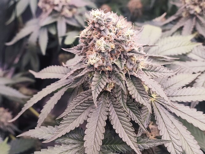 Growreport Bild 4