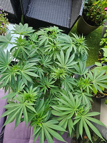 Growreport Bild 33