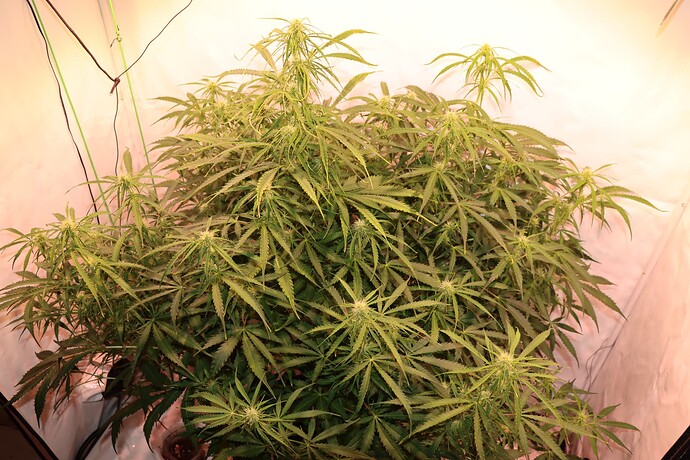 Growreport Bild 1