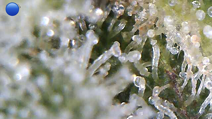 Growreport Bild 8