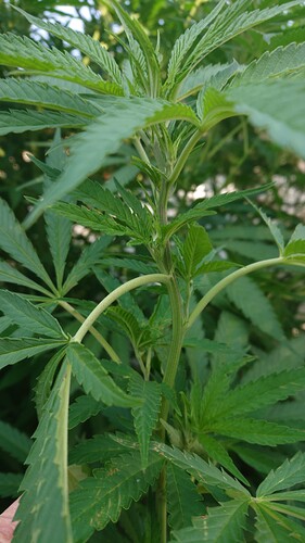 Growreport Bild 4