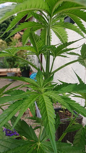 Growreport Bild 6