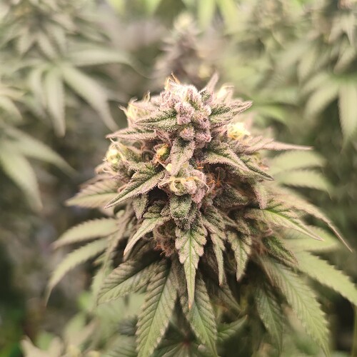 Growreport Bild 9