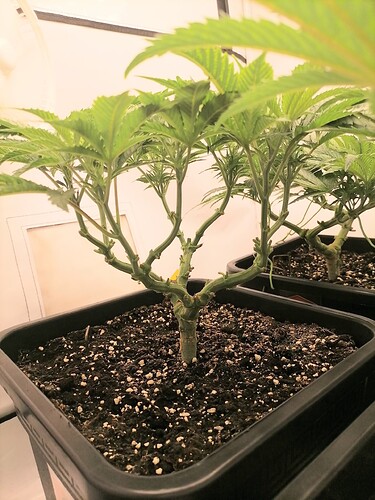Growreport Bild 34