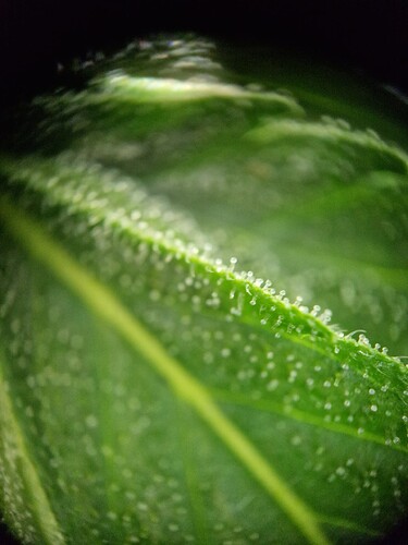 Growreport Bild 1