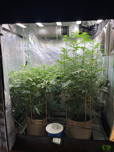 Growreport Bild 1
