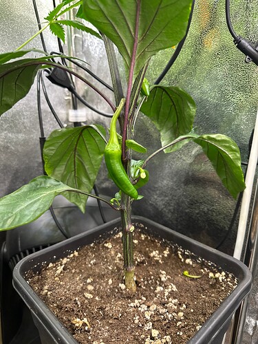 Growreport Bild 8