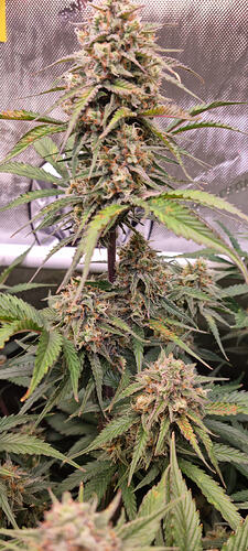 Growreport Bild 34