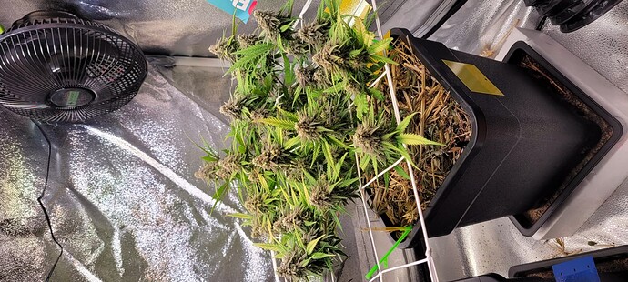 1000064595