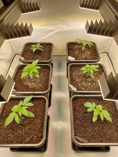 Growreport Bild 3