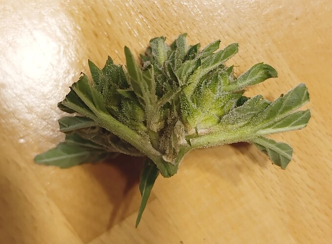 Growreport Bild 4