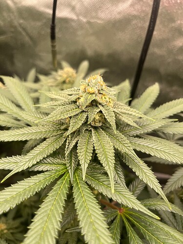 Mimosa 20624 Bud 1