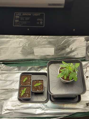 Growreport Bild 3