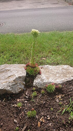 Growreport Bild 35