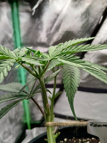 Growreport Bild 3