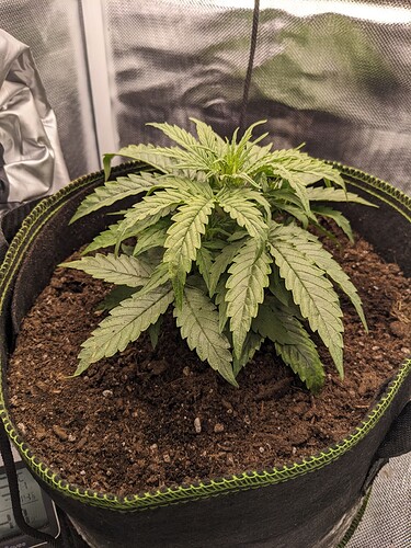 PXL_20240510_214218218