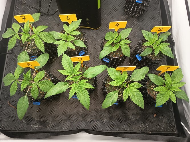 Growreport Bild 3