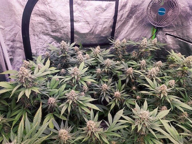 Growreport Bild 7