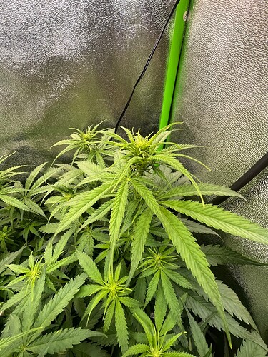 Headbud AZ 8624 1