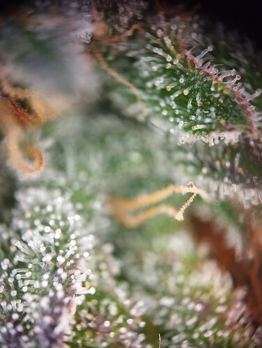 Growreport Bild 59