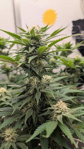 Growreport Bild 3