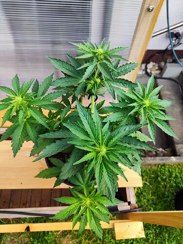 Growreport Bild 3
