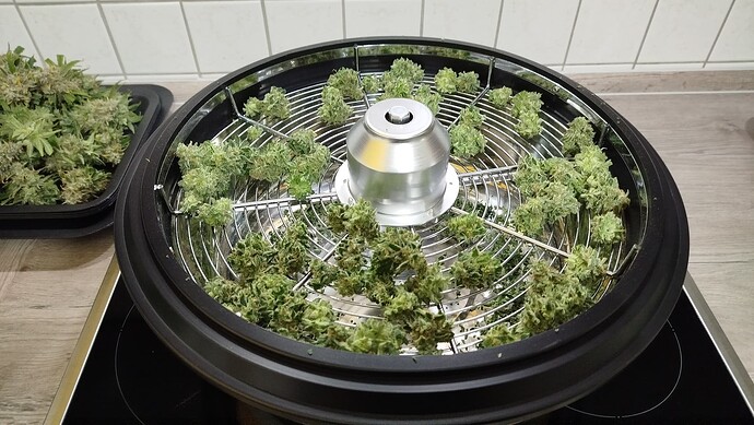 Frisch geerntete Cannabis-Buds liegen auf dem Gitter eines elektrischen Trimmers zur Verarbeitung.