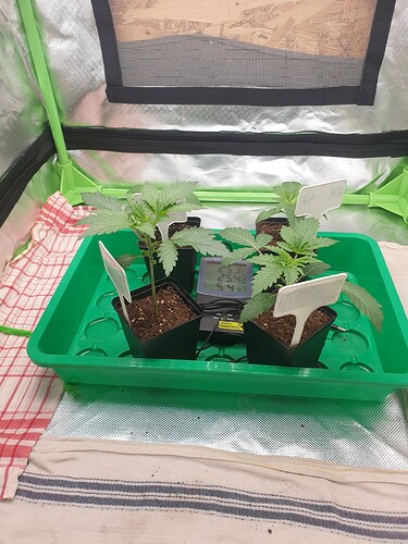 Growreport Bild 2