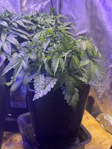 Growreport Bild 101