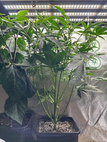 Growreport Bild 33