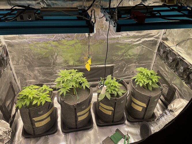 Vier junge Cannabispflanzen in Vlies-Töpfen unter einer LED-Wachstumslampe in einem Growzelt. Die Töpfe sind mit Namen wie 'Orange Mila', 'Orange Granda', 'Tangie Amelie' und 'Tangie Olga' beschriftet.