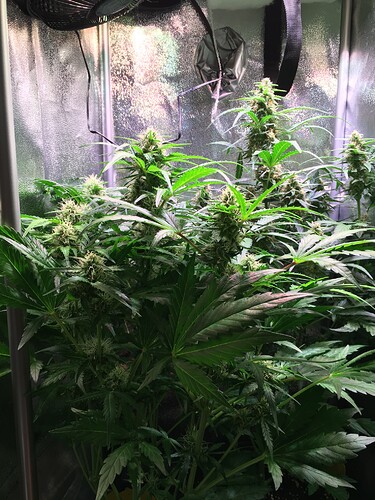 Growreport Bild 4