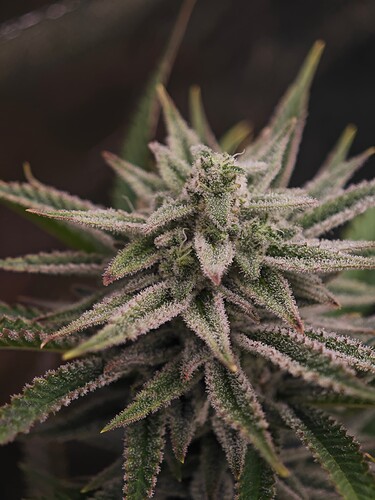 Growreport Bild 5