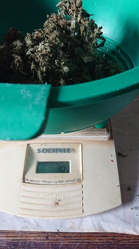 Growreport Bild 38