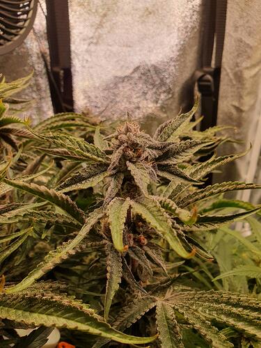 Growreport Bild 3
