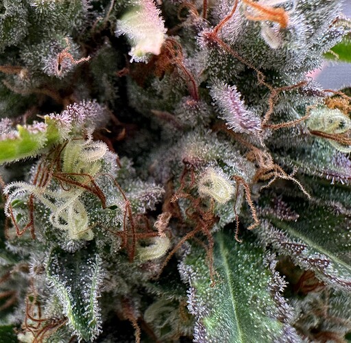 Growreport Bild 12