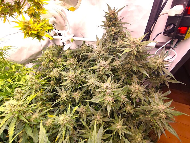 Growreport Bild 24
