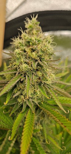 Growreport Bild 8