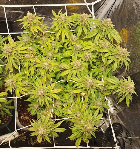 Growreport Bild 9