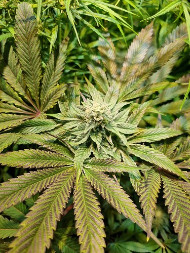 Nahaufnahme einer blühenden Cannabispflanze mit violett-grünen Blättern und sichtbaren Trichomen.