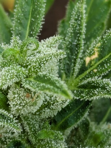 PXL_20240614_1101041301