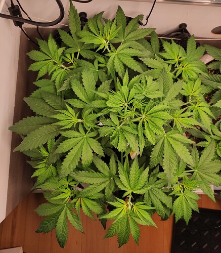 Growreport Bild 15
