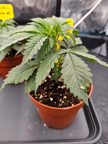 Growreport Bild 53